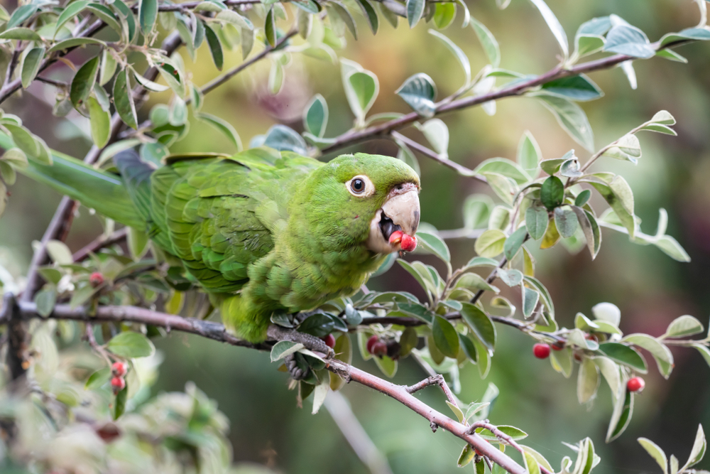 Cherry Headed Conure from the Telegraph Hill flock in San Francisco, California