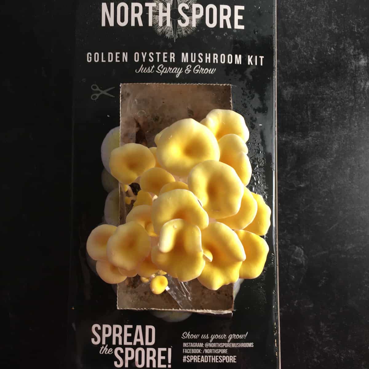 north spore golden oyster mushroom kit