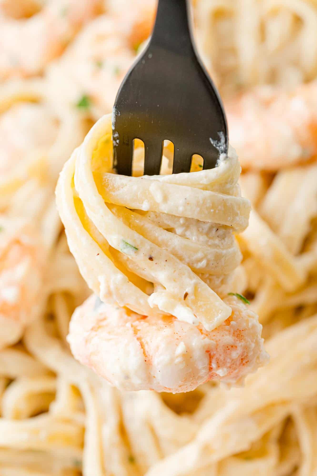 Fettuccini alfredo wrapped around a fork, plus a piece of shrimp.