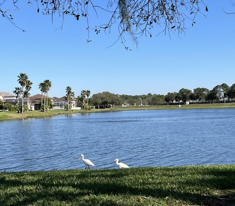 Egrets in Florida