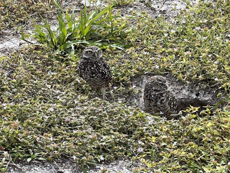 Burrowing owls on Marco Island