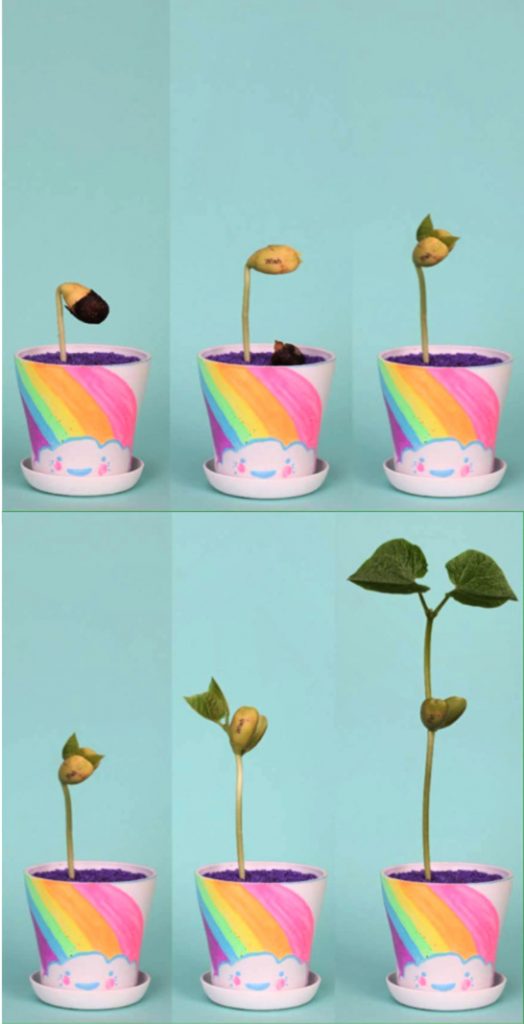Easter basket ideas for kids under $20: Creativity for Kids Grow-Your-Own Magic Beans Garden 