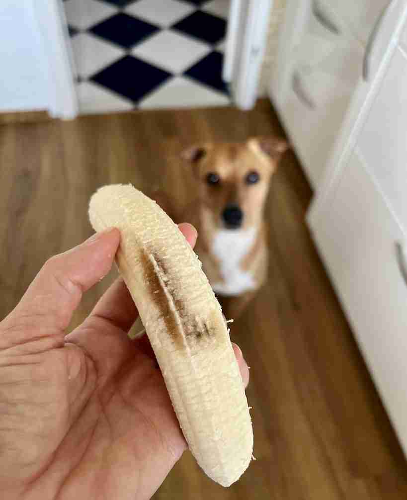 Overly ripe bananas make a healthy dog snack