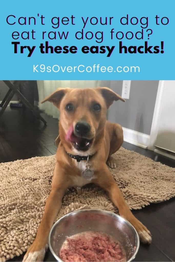 There's a specific reason why your dog doesn't eat raw dog food. Find out why, hacks to fix the problem, and alternatives! 