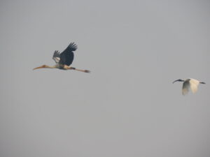 Painted Storks-Flying
