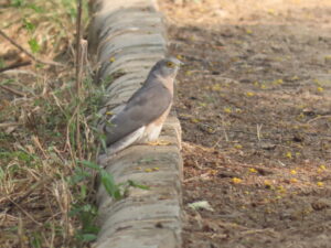 Common Hawk Cuckoo-on ground