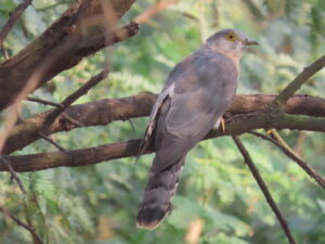 Common Hawk Cuckoo-Tree 