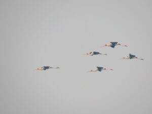Painted storks-flying birds