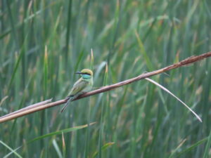 Bee Eater- Green Bee Eater