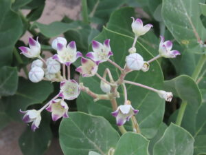 Milkweed-plant-flowers