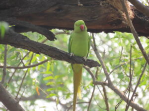 Parrot-Rose Ringed Parakeet