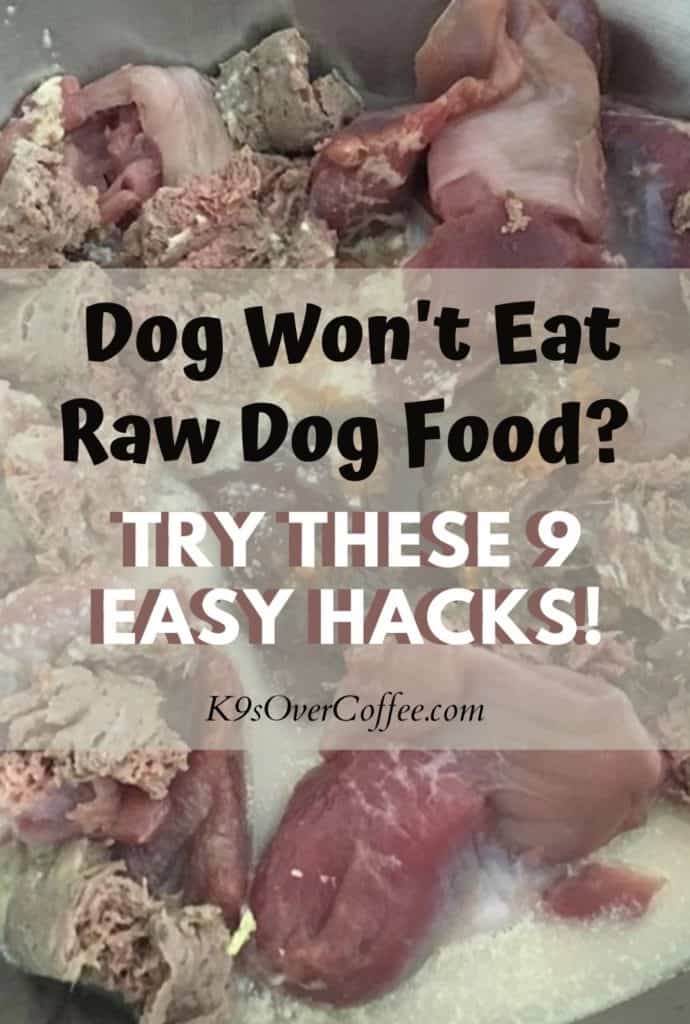 Dog won't eat raw dog food? try these 9 easy hacks