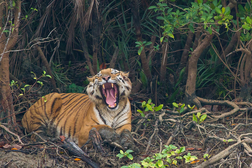 A tiger in Sundarbans.