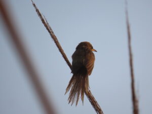 Bird-Grass-Striated Babbler