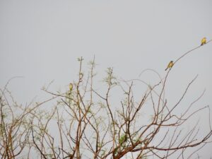 Tree tops-two birds-Wagtails