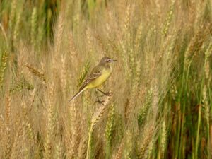 Wheat-Fields-Yellow Birds-Citrine Yellow Wagtail