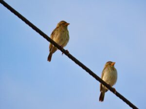 Birds on a Wire- Baya Weaver