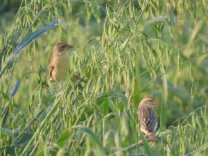 Birds-Feeding-Fields-Baya Weavers