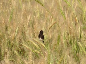 Wheat fields-black-bird-pied bush chat