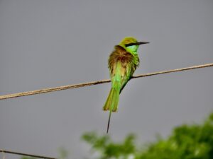 Bee Eater-Asian Green Bee Eater