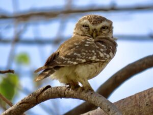 Owl-Bird-Spotted Owlet
