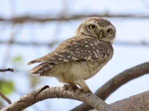 Owl-Spotted owlet