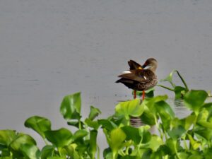 Wader-Wetland-Duck