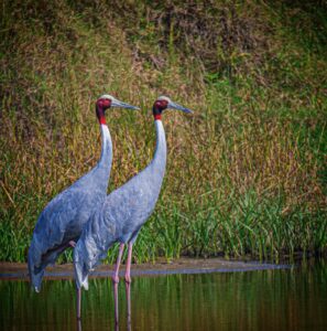 Cranes-pair of Sarus Cranes