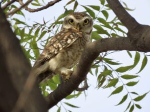 Owl-Spotted Owlet