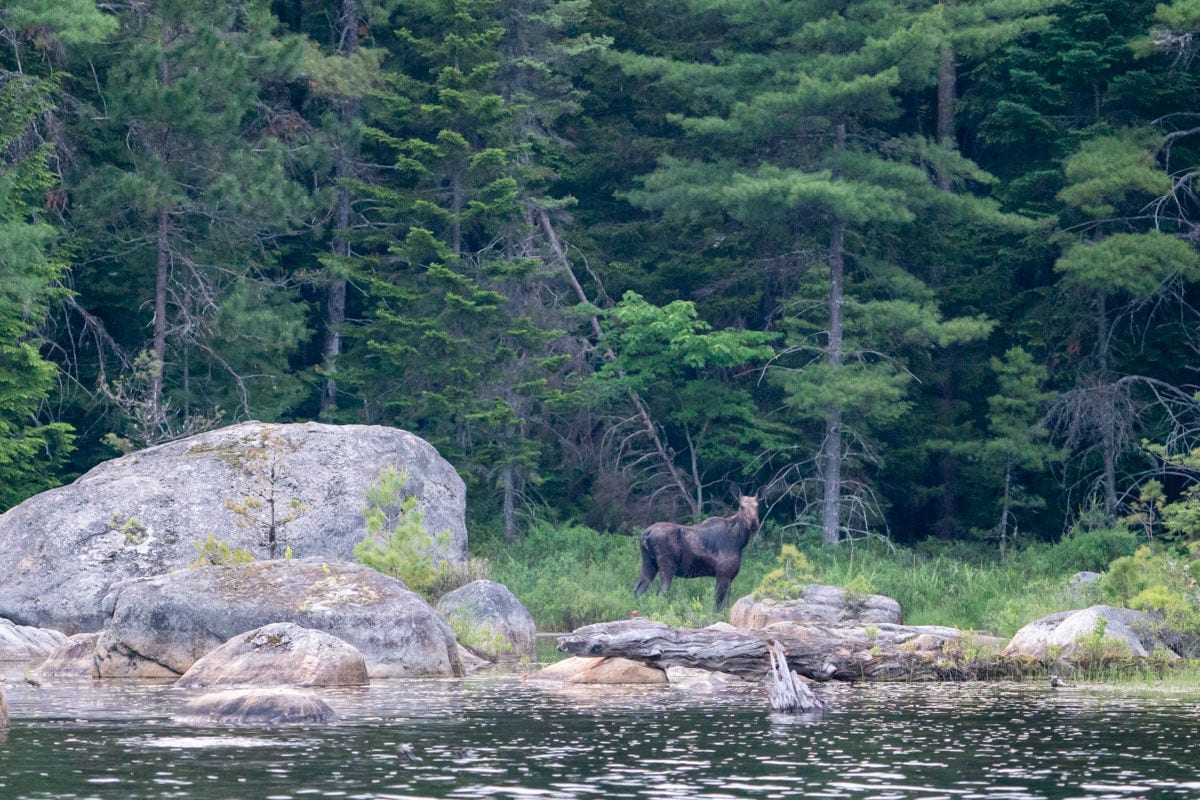 moose on the lakeshore next to a rock