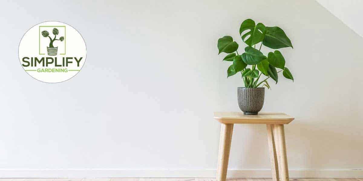 Monstera in a grey pot standing on a three legged table against a white wall