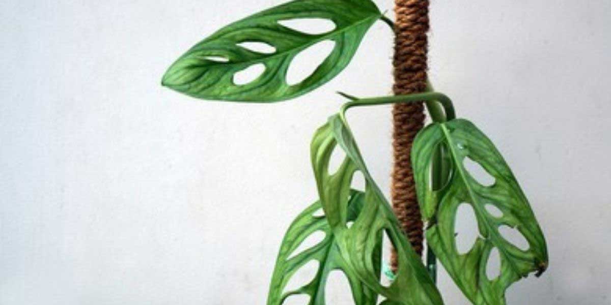 Monstera adansonii climbing up a rope pole support