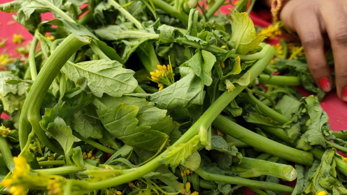 Mustard Green (Sarso) to be prepared for Punjabi Indian Dish – Sarson Kaa Saag