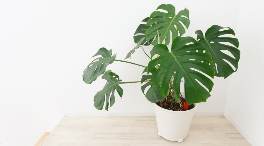 Young Monstera Deliciosa in a white pot on a wooden table. The first fenestrations are showing in its leaves