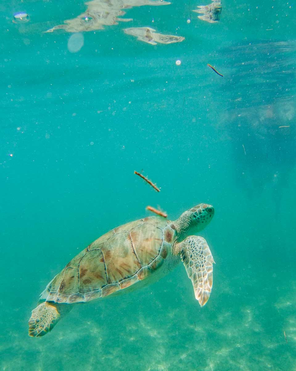 A Turtle swims in Akumal Beach, Mexico