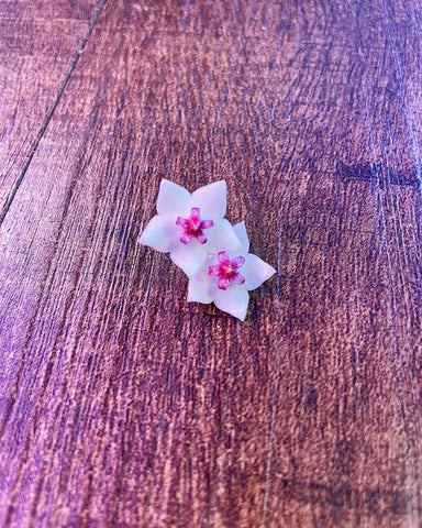 Hoya bella bloom