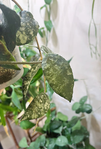 Hoya caudata leaf