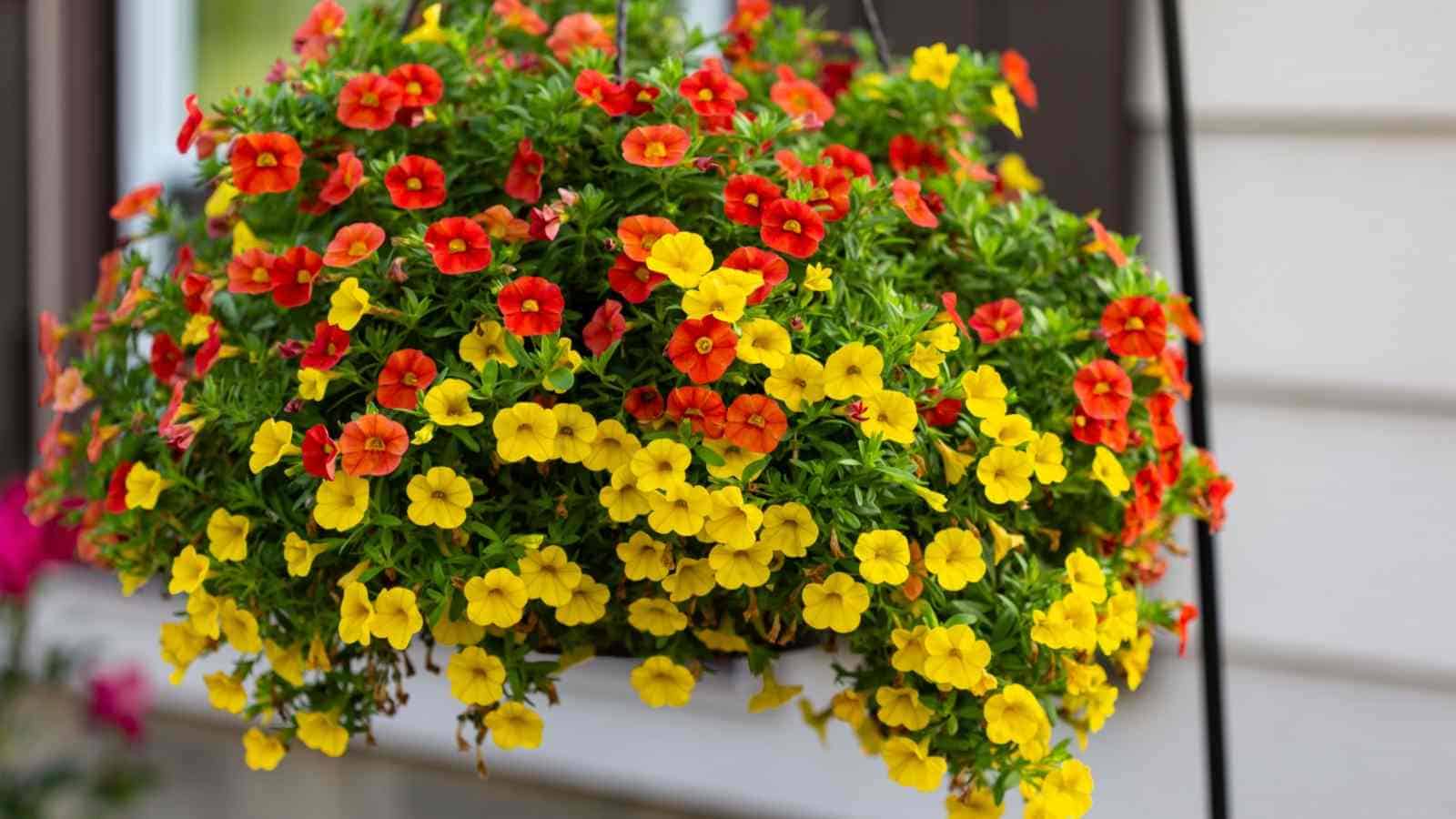 Yellow and red calibrachoa flowers on a hanging pot