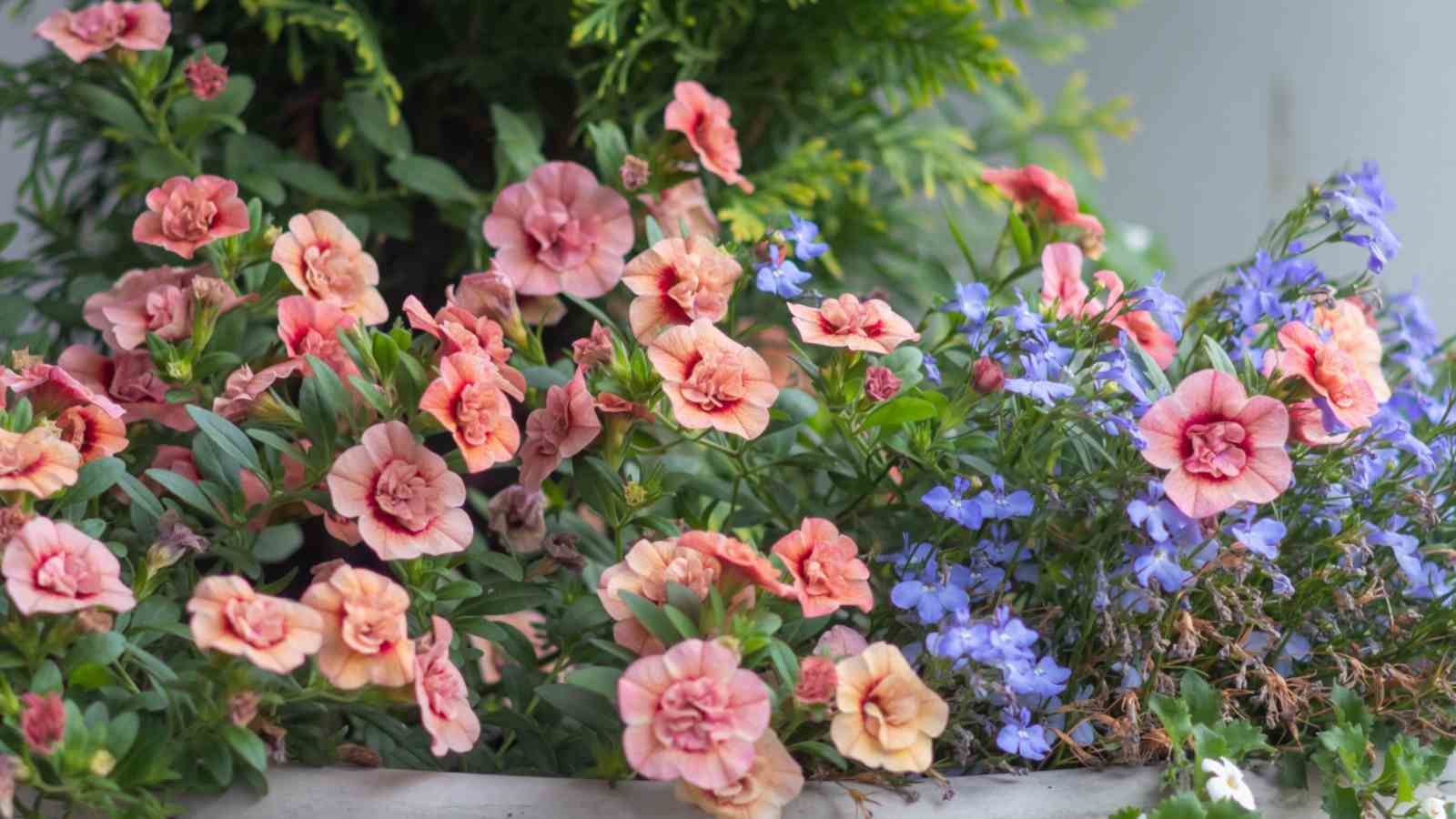 Pink calibrachoa flowers