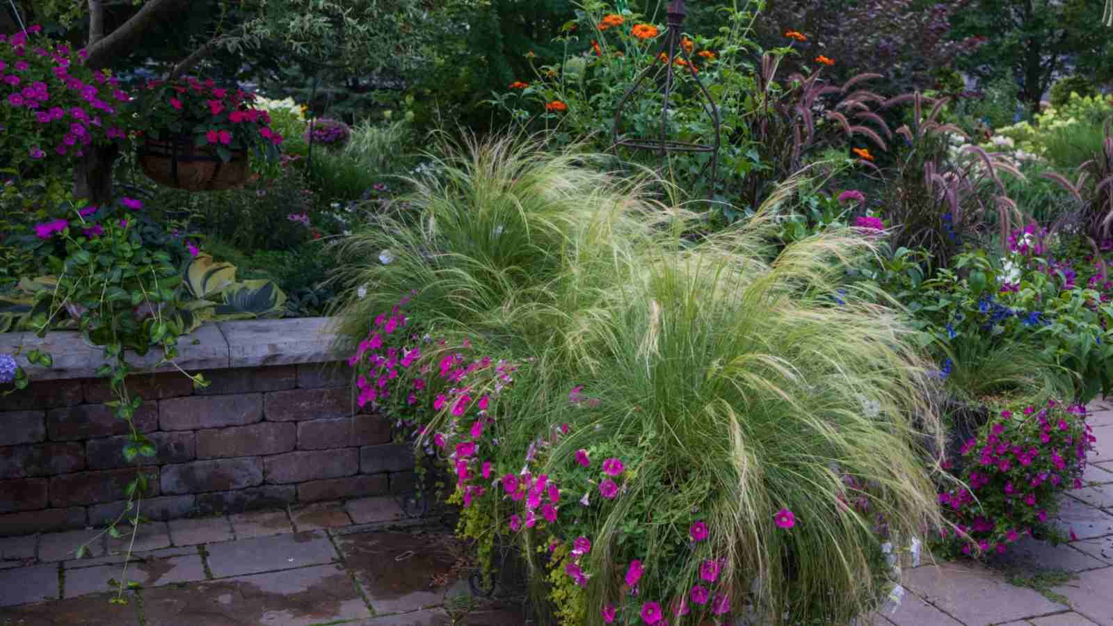 Fuchsia Calibrachoa 'Million Bells® Terra Cotta' and feather grass in pots