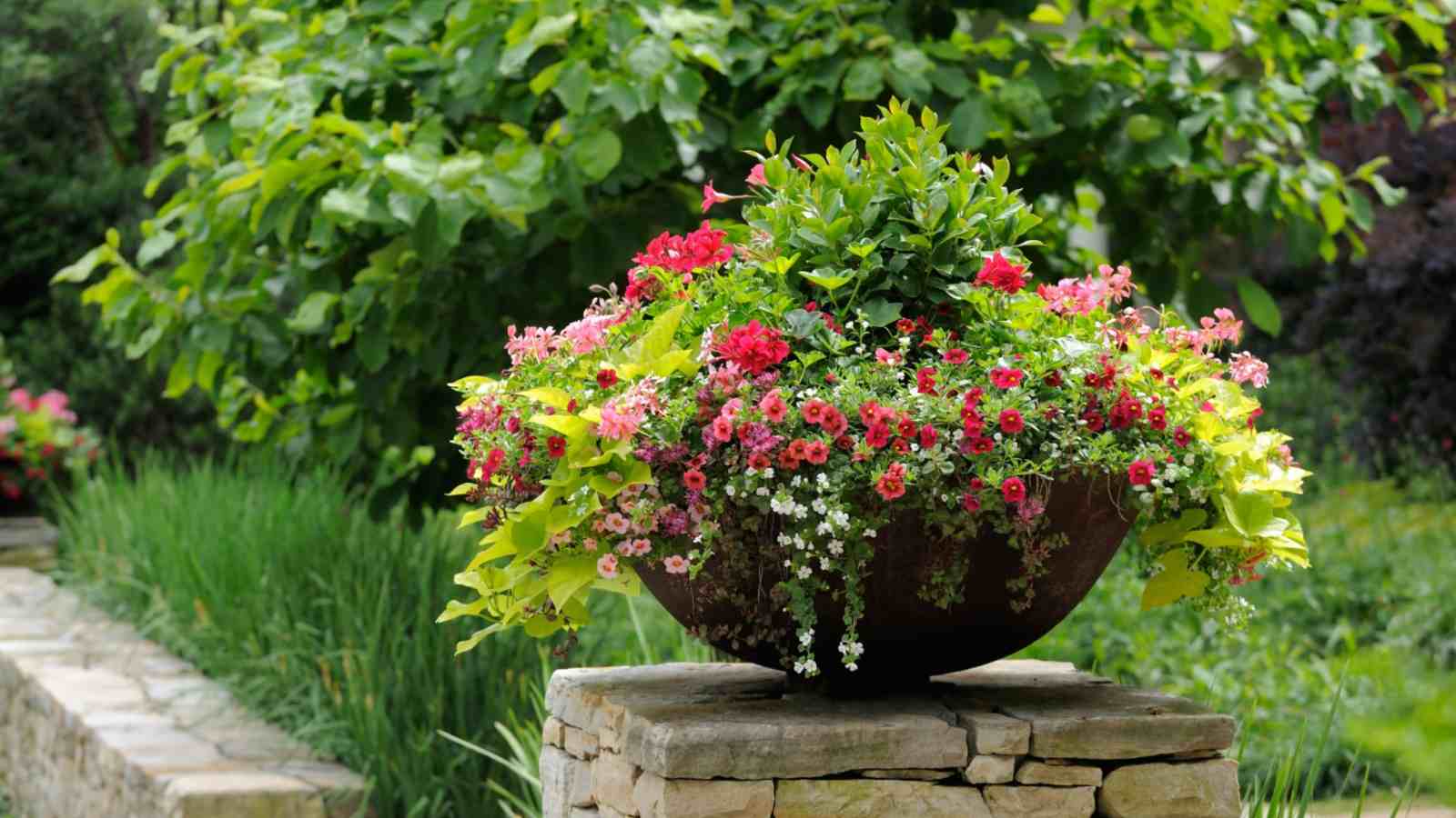 Calibrachoa on a pot on a garden stone
