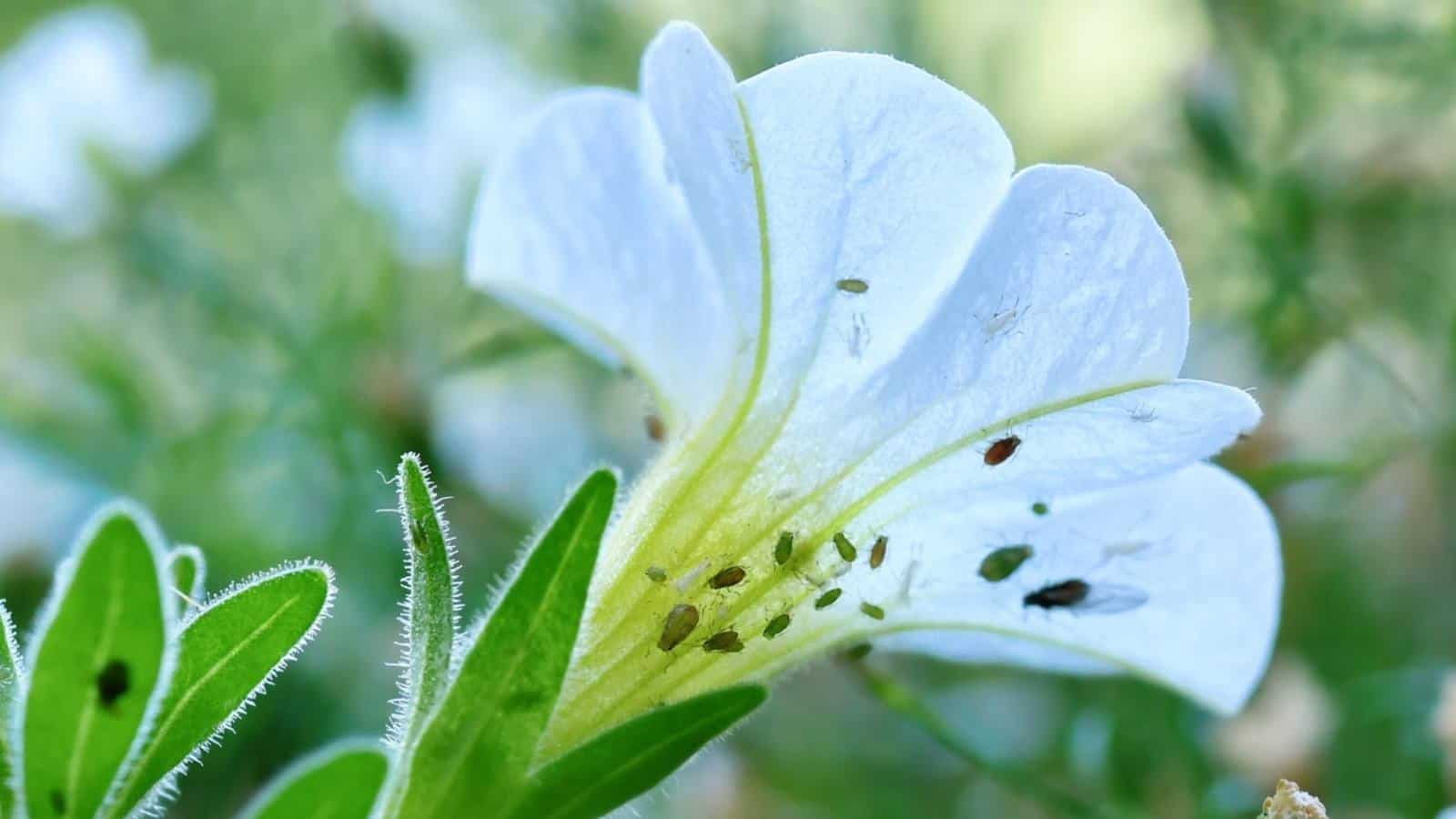 Aphids on a white calibrachoa flower