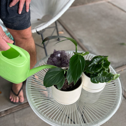 How to re-pot your plant from Green Fresh Florals + Plants